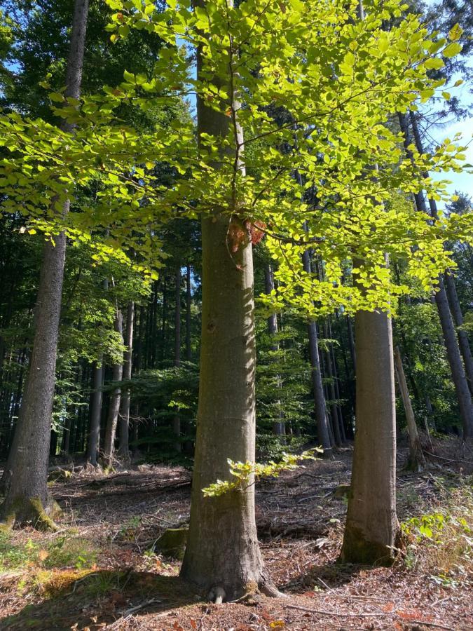 Ferienwohnung Waldblick Wilhelmsfeld  Екстер'єр фото